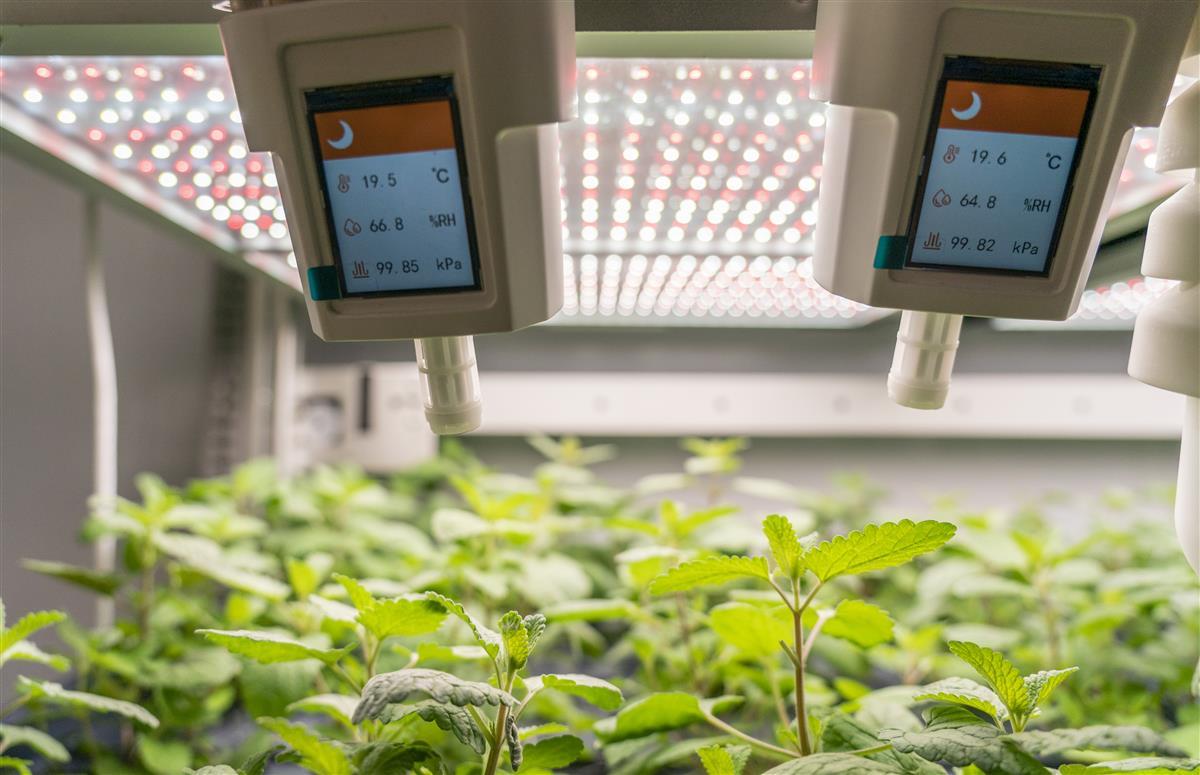 光谷企業創新研發'植物工廠' 以LED燈為'太陽'，驅動基礎軟件服務新生態